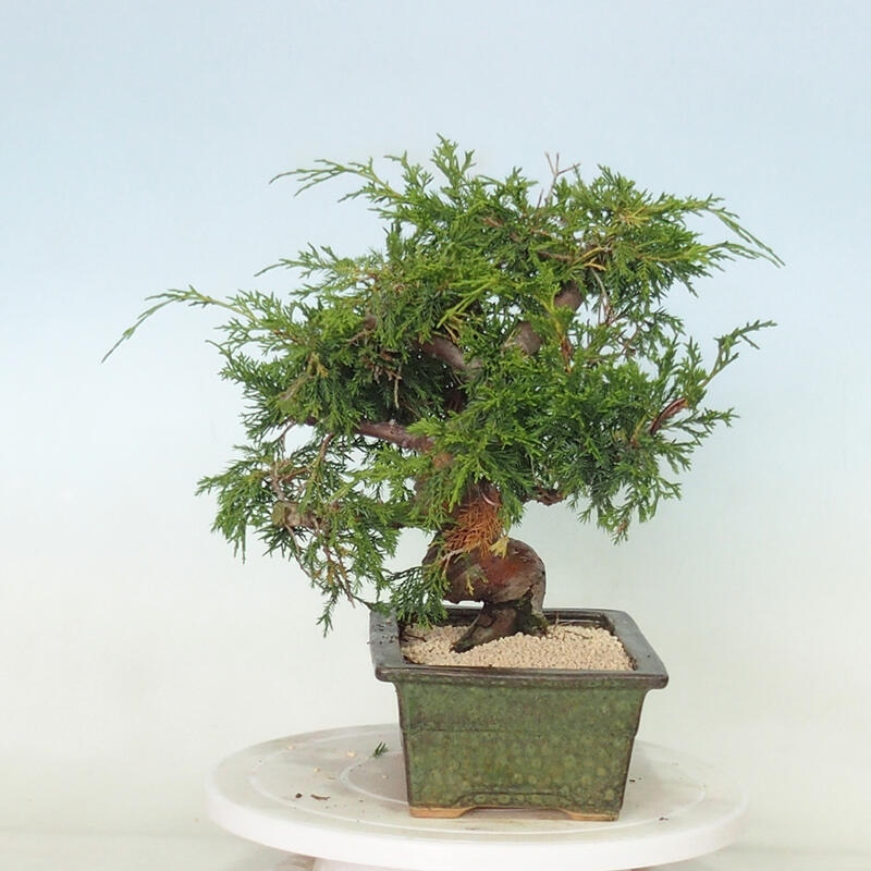 Vonkajší bonsai - Juniperus chinensis Itoigawa -Jalovec čínsky