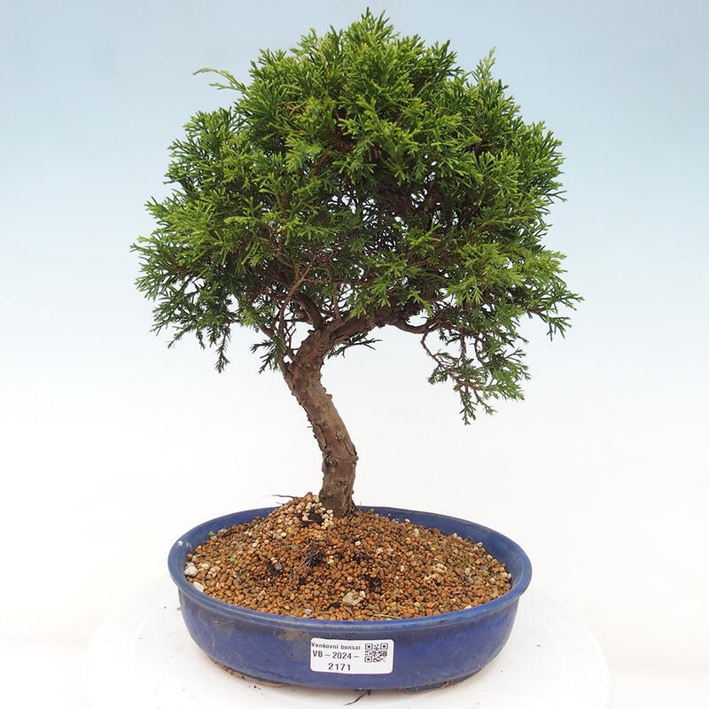 Vonkajší bonsai - Juniperus chinensis Itoigawa -Jalovec čínsky