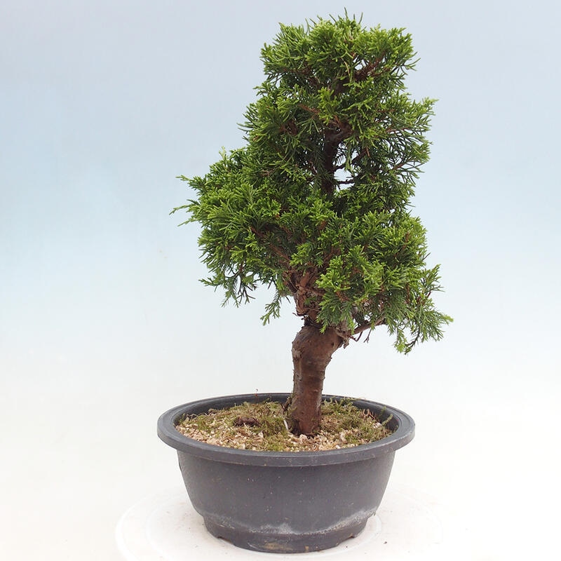 Vonkajší bonsai - Juniperus chinensis Itoigawa -Jalovec čínsky