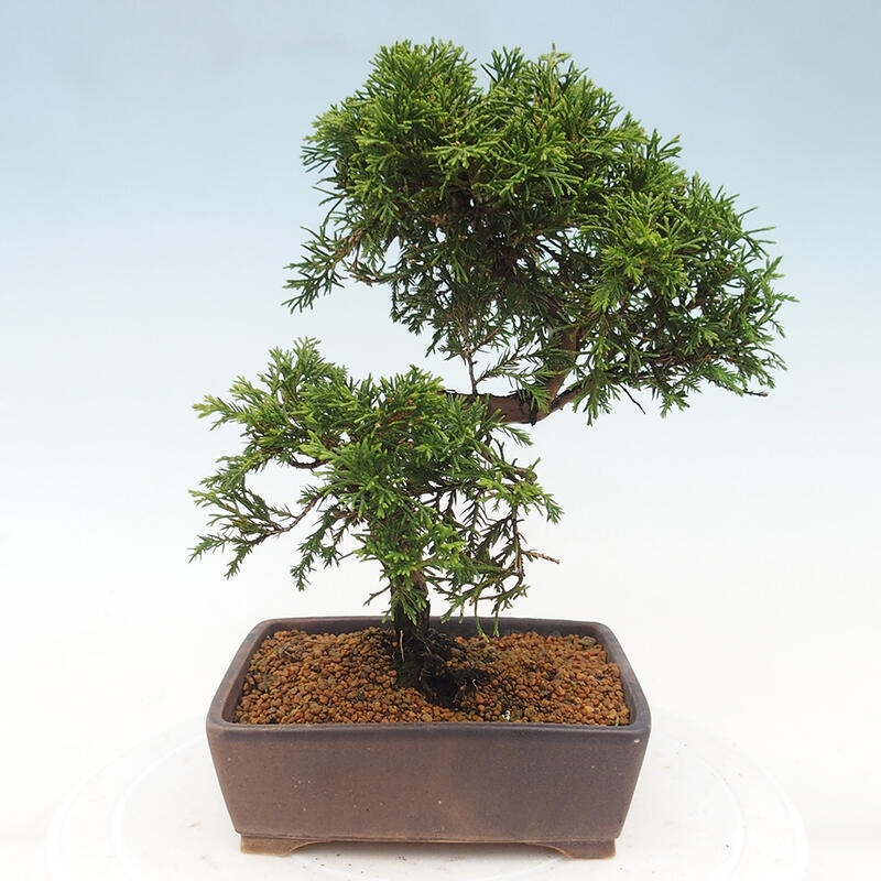 Vonkajší bonsai - Juniperus chinensis Itoigawa -Jalovec čínsky