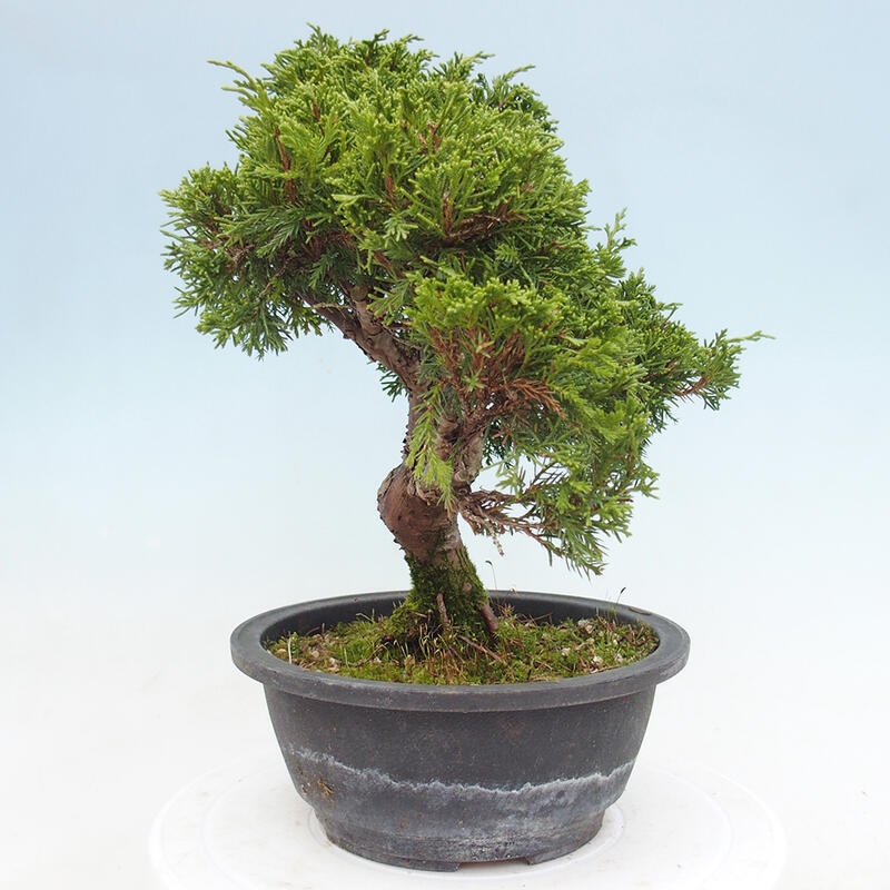 Vonkajší bonsai - Juniperus chinensis Itoigawa -Jalovec čínsky