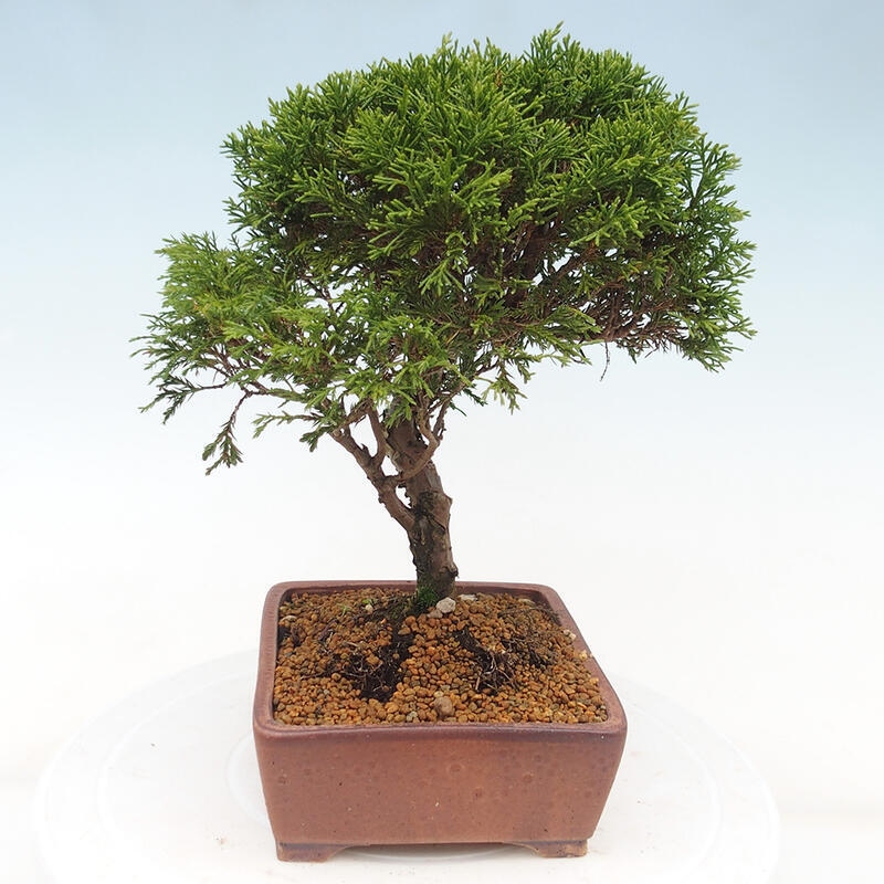 Vonkajší bonsai - Juniperus chinensis Itoigawa -Jalovec čínsky