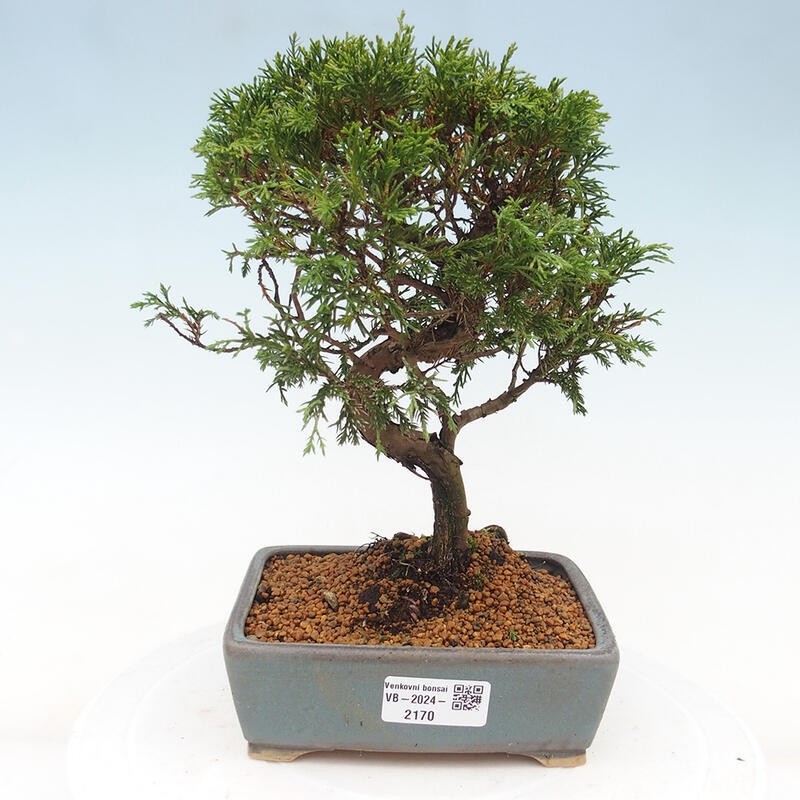 Vonkajší bonsai - Juniperus chinensis Itoigawa -Jalovec čínsky