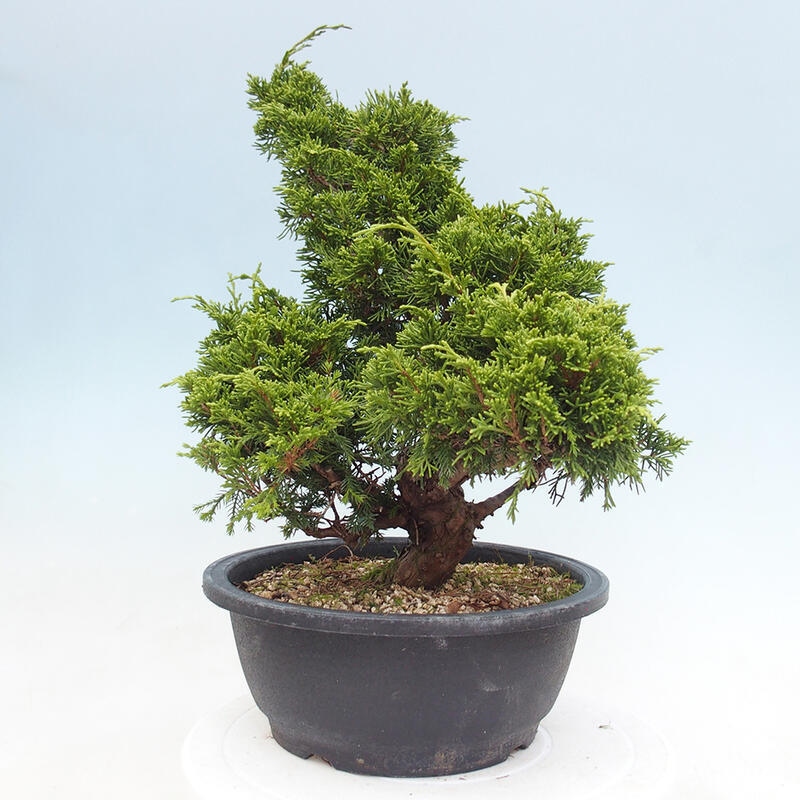 Vonkajší bonsai - Juniperus chinensis Itoigawa -Jalovec čínsky