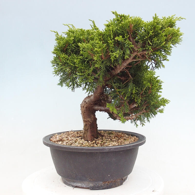 Vonkajší bonsai - Juniperus chinensis Itoigawa -Jalovec čínsky