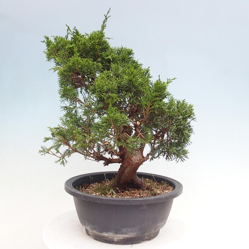 Vonkajší bonsai - Juniperus chinensis Itoigawa -Jalovec čínsky