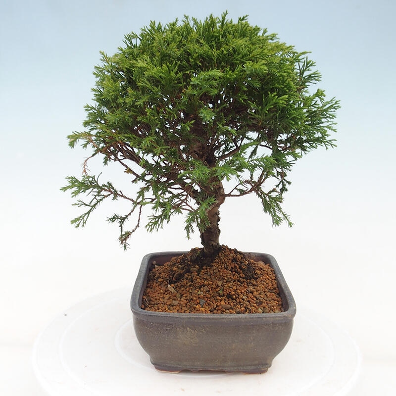 Vonkajší bonsai - Juniperus chinensis Itoigawa -Jalovec čínsky