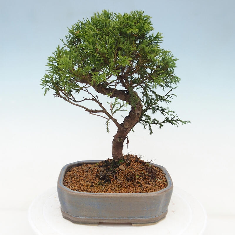 Vonkajší bonsai - Juniperus chinensis Itoigawa -Jalovec čínsky