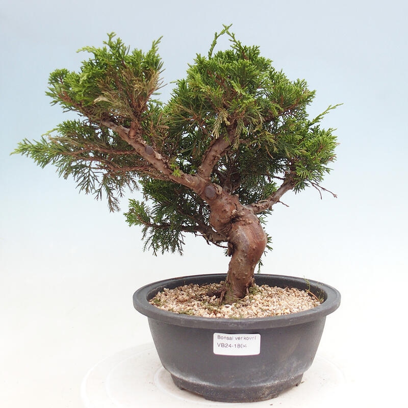 Vonkajší bonsai - Juniperus chinensis Itoigawa -Jalovec čínsky