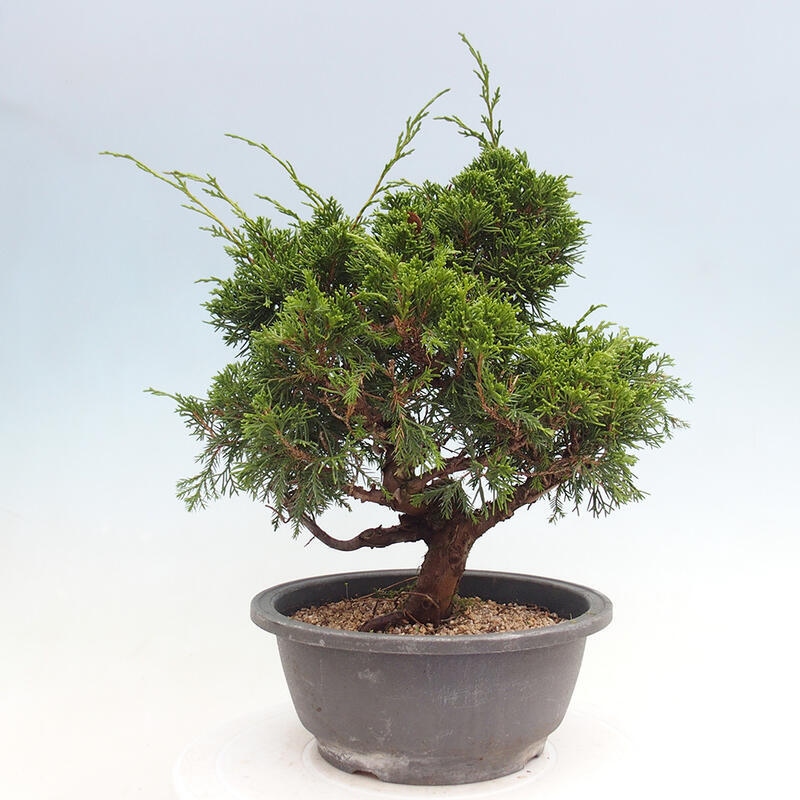 Vonkajší bonsai - Juniperus chinensis Itoigawa -Jalovec čínsky