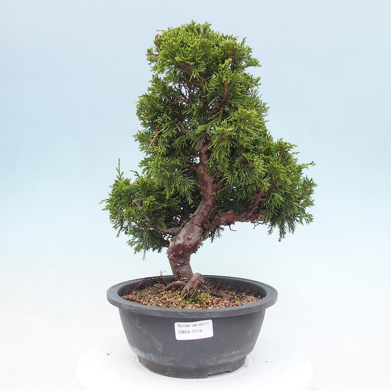 Vonkajší bonsai - Juniperus chinensis Itoigawa -Jalovec čínsky