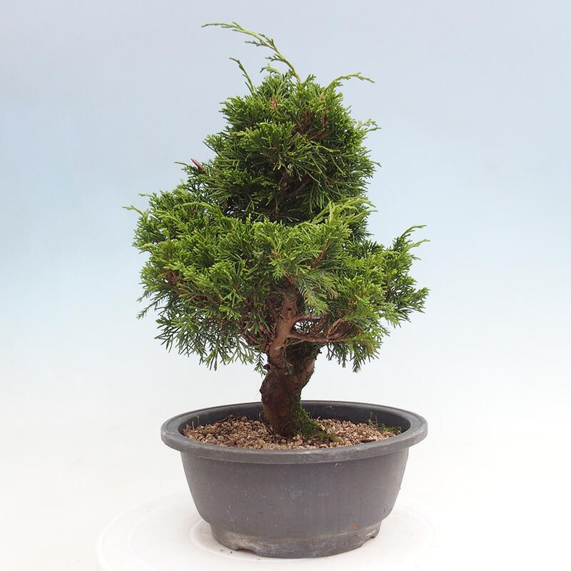 Vonkajší bonsai - Juniperus chinensis Itoigawa -Jalovec čínsky