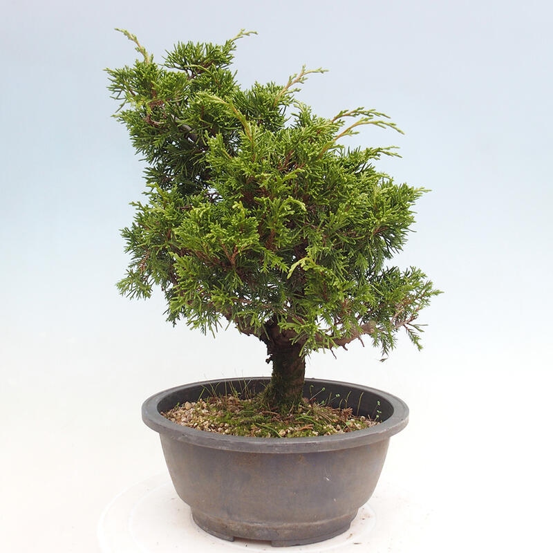 Vonkajší bonsai - Juniperus chinensis Itoigawa -Jalovec čínsky