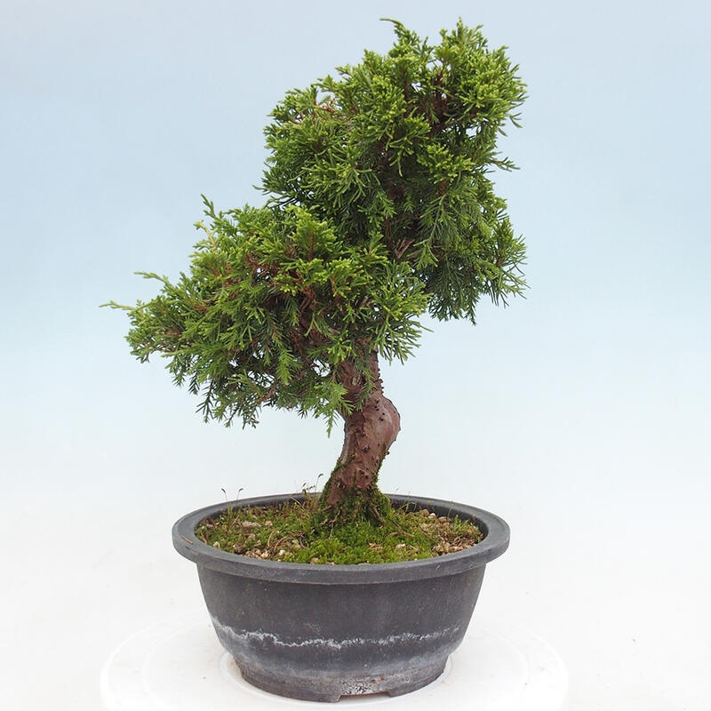 Vonkajší bonsai - Juniperus chinensis Itoigawa -Jalovec čínsky