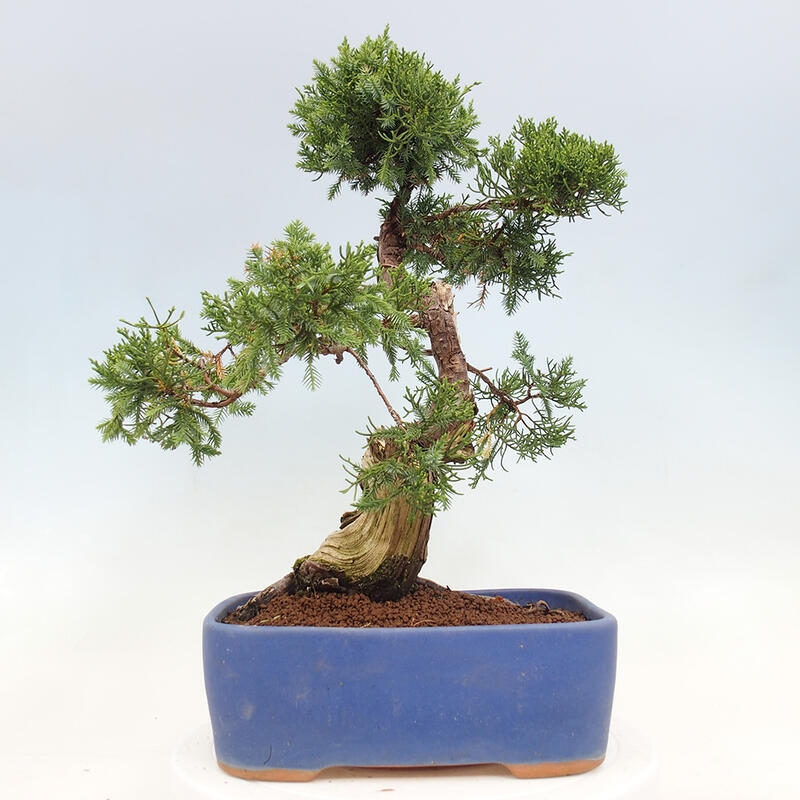 Vonkajší bonsai - Juniperus chinensis Itoigawa-Jalovec čínsky