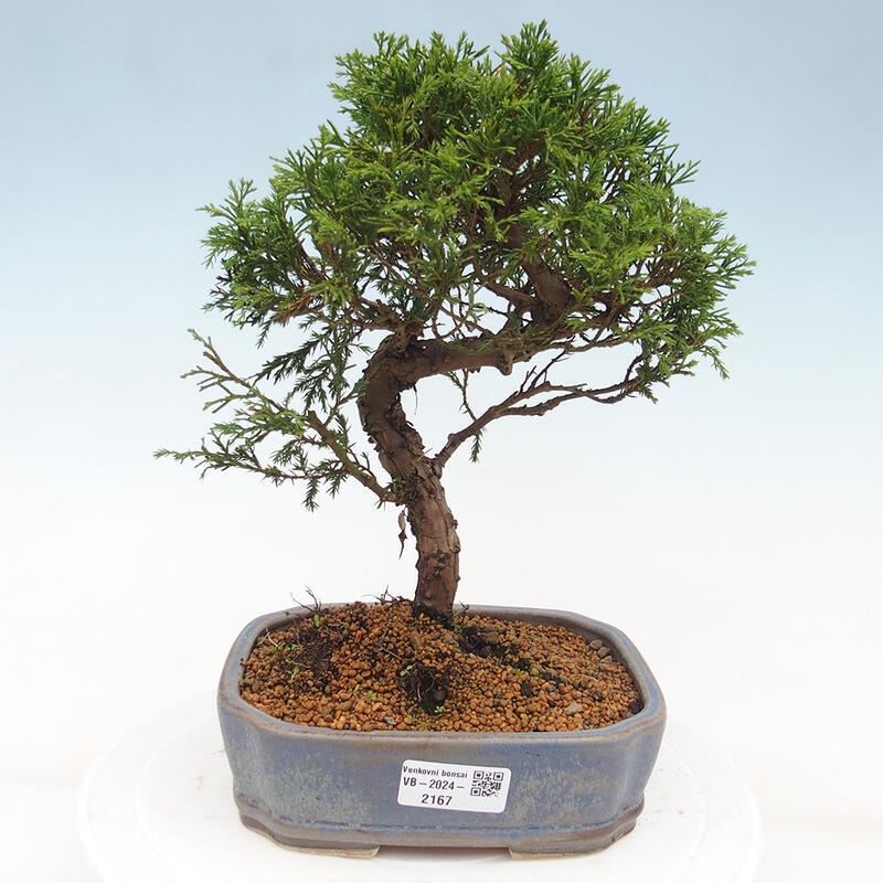 Vonkajší bonsai - Juniperus chinensis Itoigawa -Jalovec čínsky