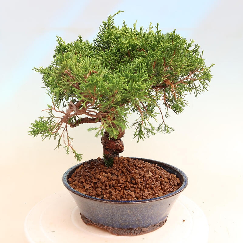 Vonkajší bonsai - Juniperus chinensis Itoigawa -Jalovec čínsky