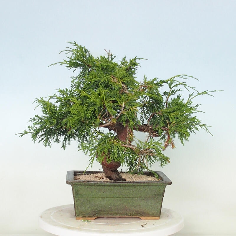 Vonkajší bonsai - Juniperus chinensis Itoigawa -Jalovec čínsky