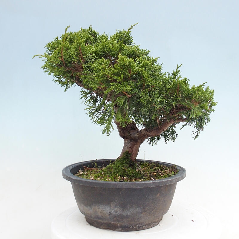 Vonkajší bonsai - Juniperus chinensis Itoigawa -Jalovec čínsky