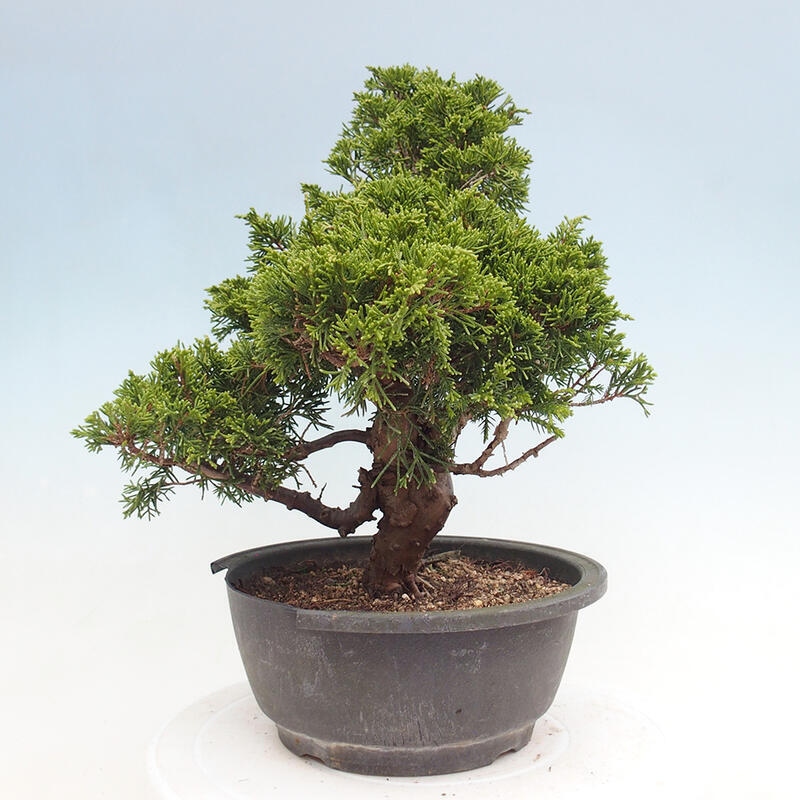 Vonkajší bonsai - Juniperus chinensis Itoigawa -Jalovec čínsky