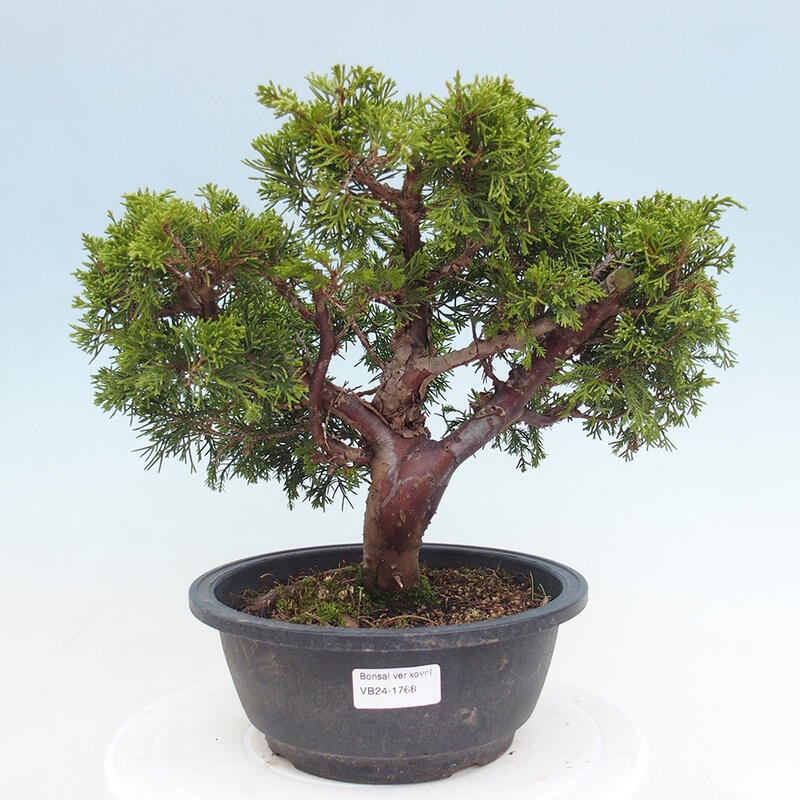 Vonkajší bonsai - Juniperus chinensis Itoigawa -Jalovec čínsky