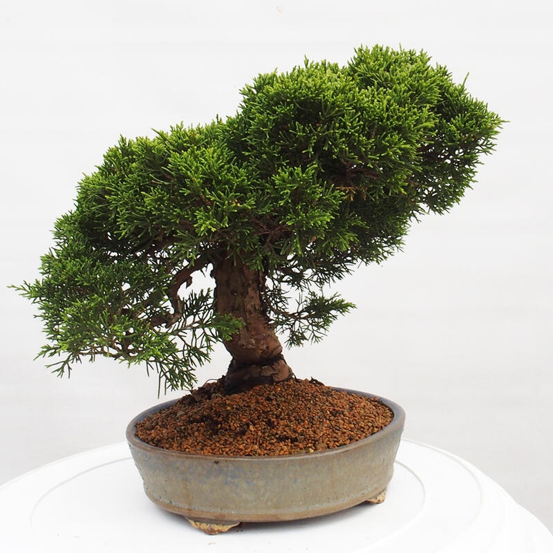 Vonkajší bonsai - Juniperus chinensis Itoigawa -Jalovec čínsky