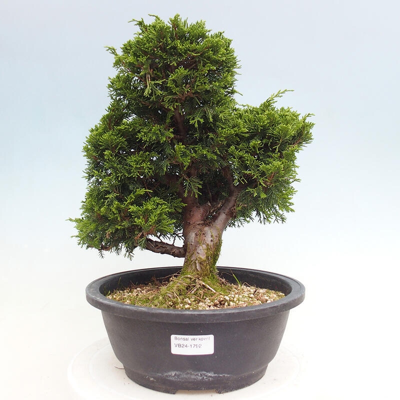 Vonkajší bonsai - Juniperus chinensis Itoigawa -Jalovec čínsky