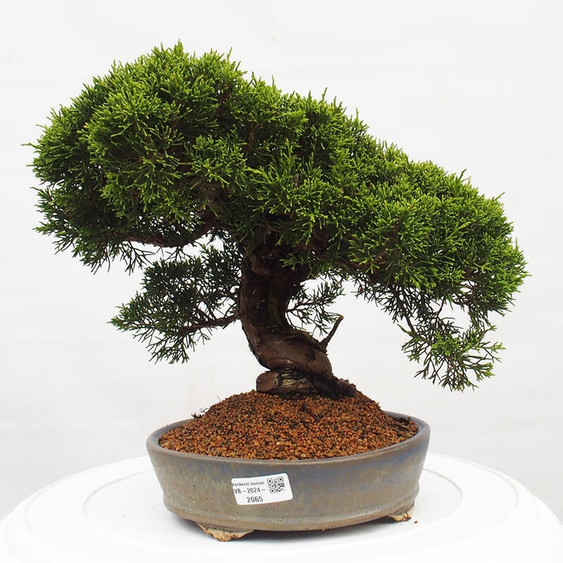 Vonkajší bonsai - Juniperus chinensis Itoigawa -Jalovec čínsky