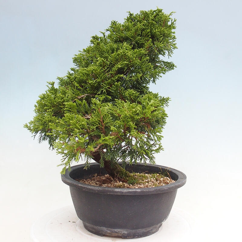 Vonkajší bonsai - Juniperus chinensis Itoigawa -Jalovec čínsky