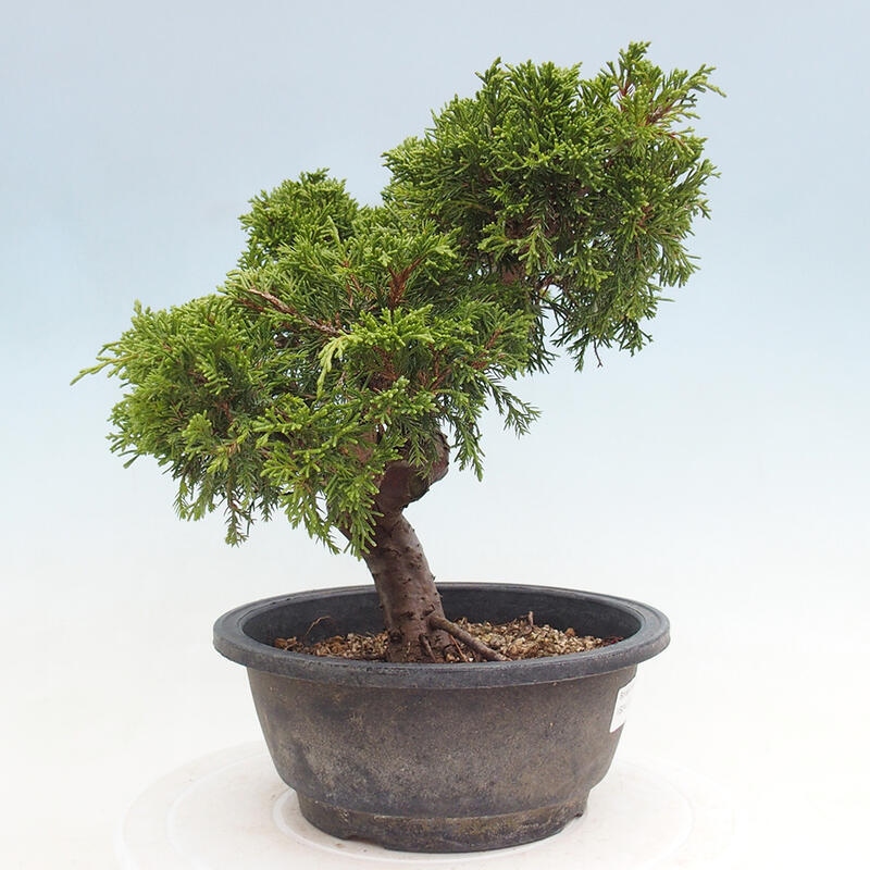 Vonkajší bonsai - Juniperus chinensis Itoigawa -Jalovec čínsky