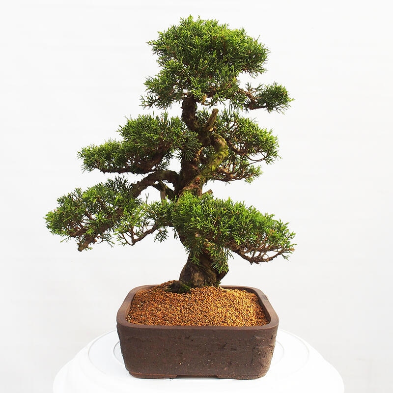 Vonkajší bonsai - Juniperus chinensis Itoigawa -Jalovec čínsky