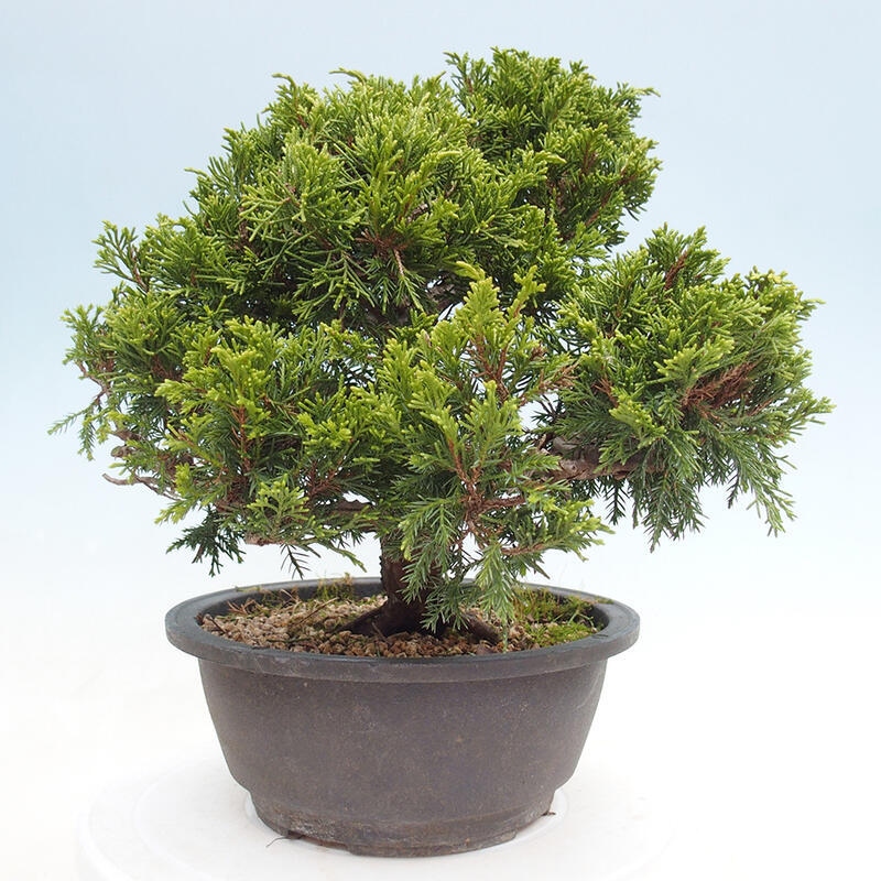 Vonkajší bonsai - Juniperus chinensis Itoigawa -Jalovec čínsky