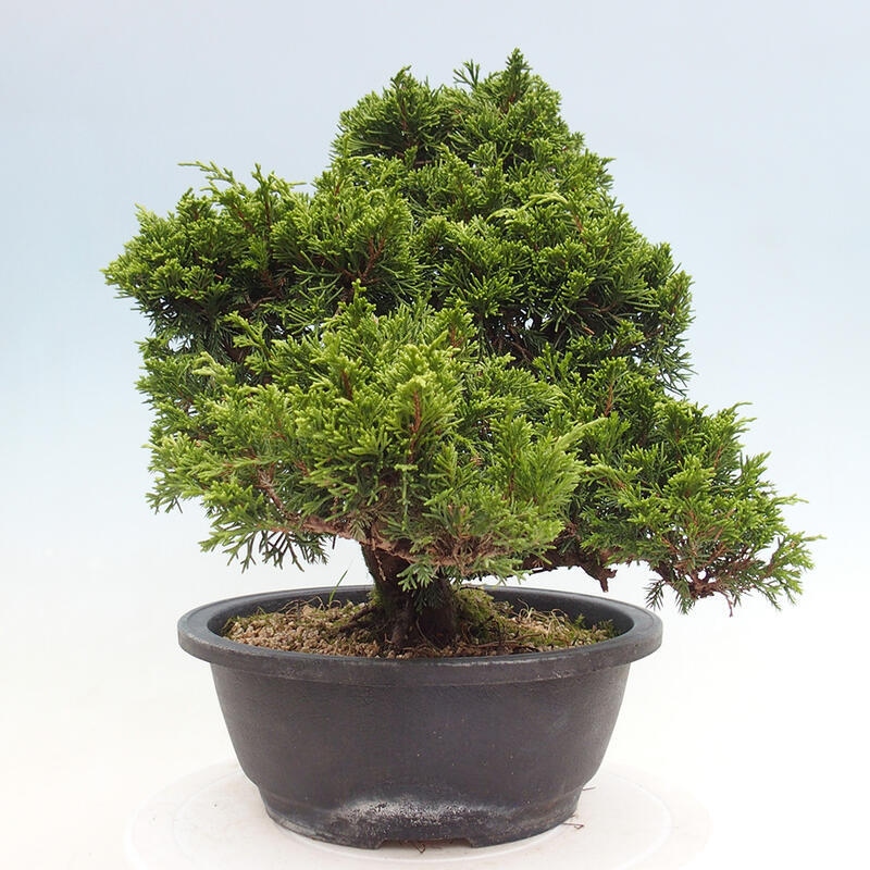 Vonkajší bonsai - Juniperus chinensis Itoigawa -Jalovec čínsky