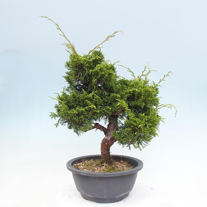 Vonkajší bonsai - Juniperus chinensis Itoigawa -Jalovec čínsky