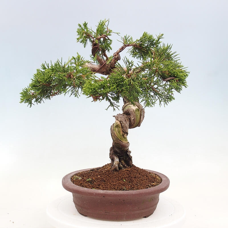 Vonkajší bonsai - Juniperus chinensis Itoigawa-Jalovec čínsky