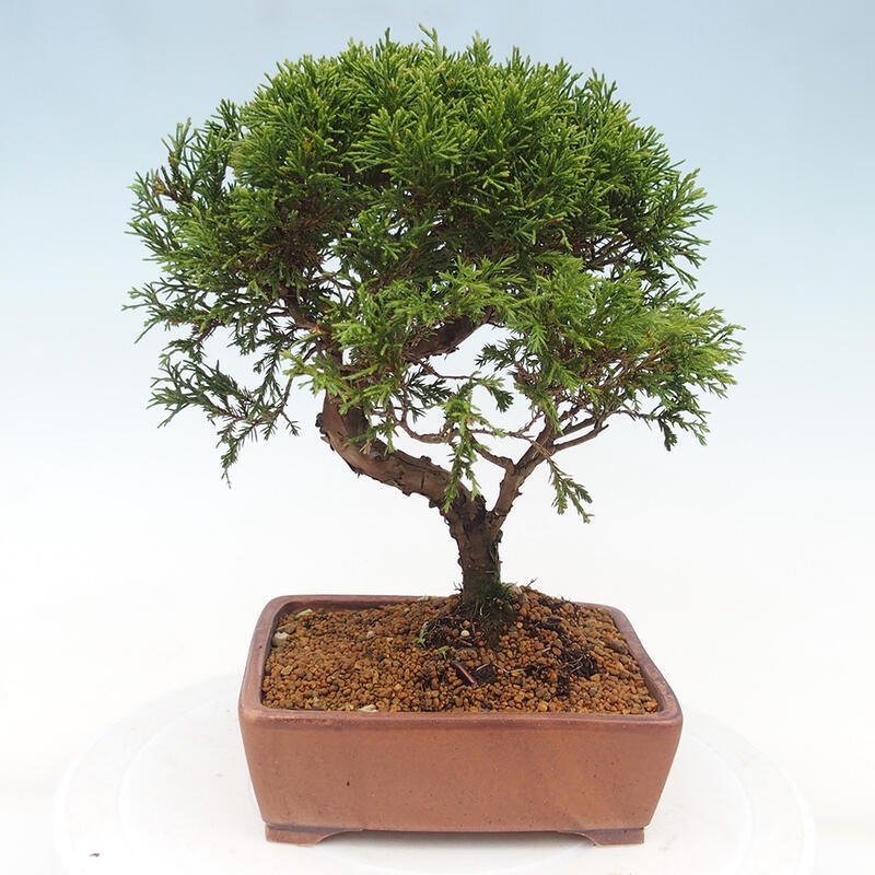 Vonkajší bonsai - Juniperus chinensis Itoigawa -Jalovec čínsky