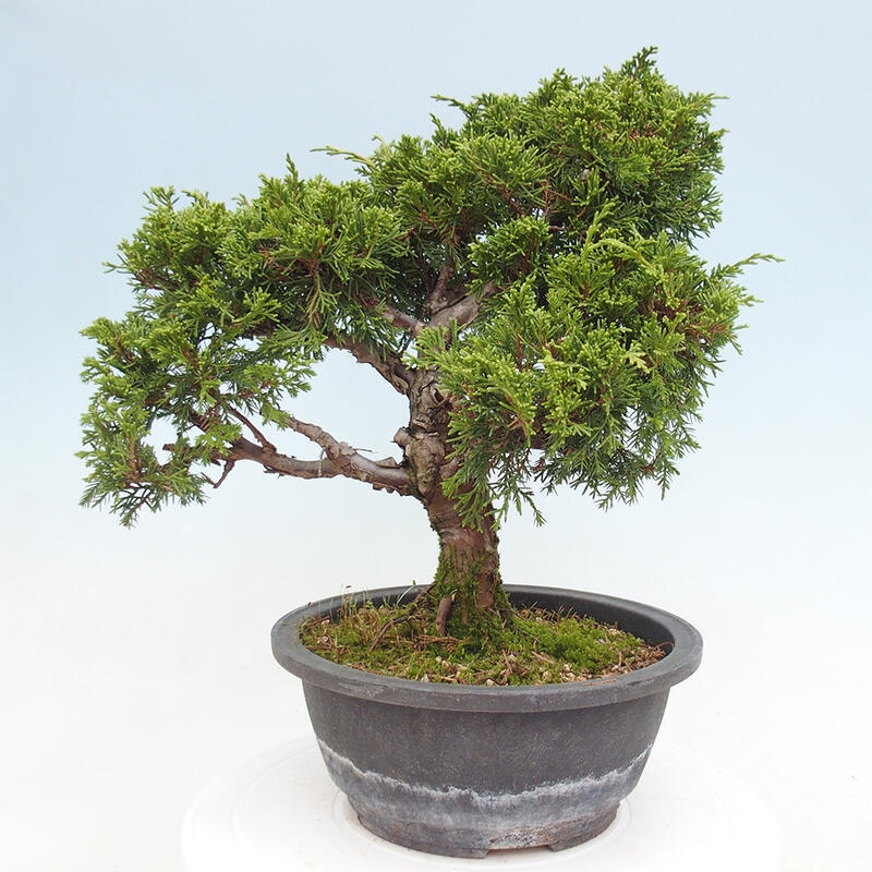 Vonkajší bonsai - Juniperus chinensis Itoigawa -Jalovec čínsky