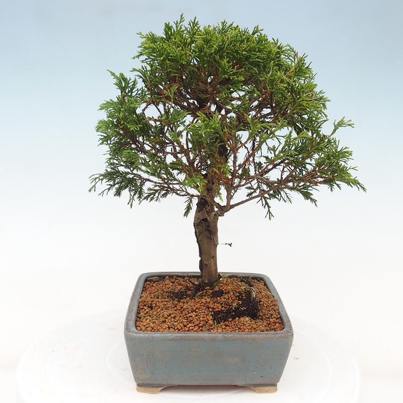 Vonkajší bonsai - Juniperus chinensis Itoigawa -Jalovec čínsky