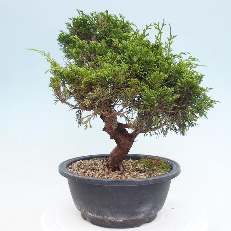 Vonkajší bonsai - Juniperus chinensis Itoigawa -Jalovec čínsky