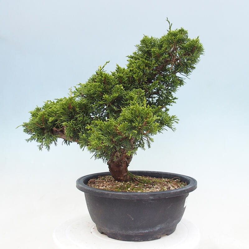 Vonkajší bonsai - Juniperus chinensis Itoigawa -Jalovec čínsky