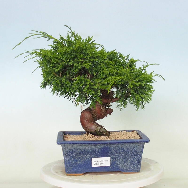 Vonkajší bonsai - Juniperus chinensis Itoigawa -Jalovec čínsky