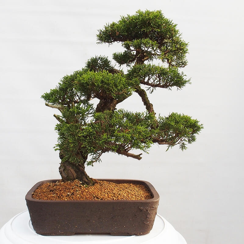 Vonkajší bonsai - Juniperus chinensis Itoigawa -Jalovec čínsky