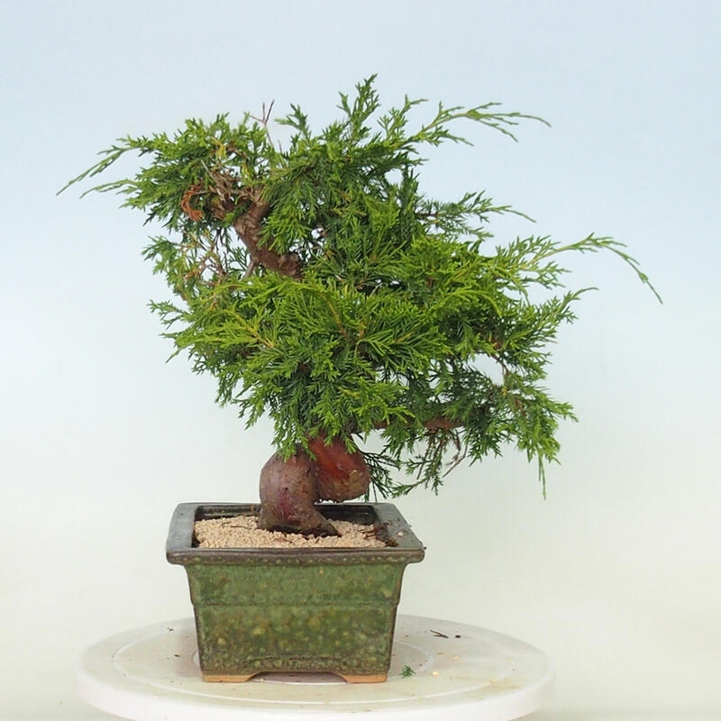 Vonkajší bonsai - Juniperus chinensis Itoigawa -Jalovec čínsky