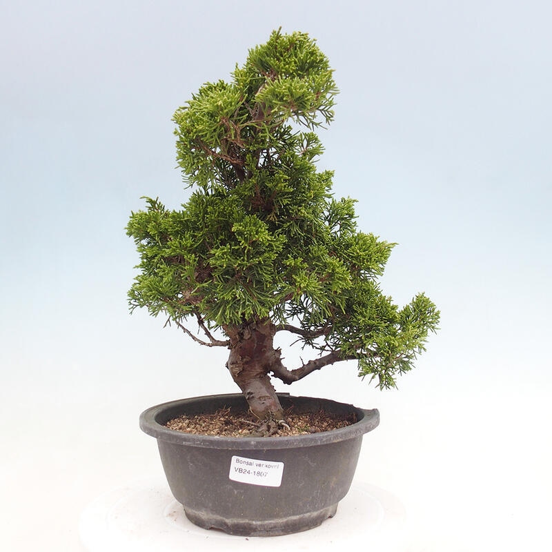 Vonkajší bonsai - Juniperus chinensis Itoigawa -Jalovec čínsky