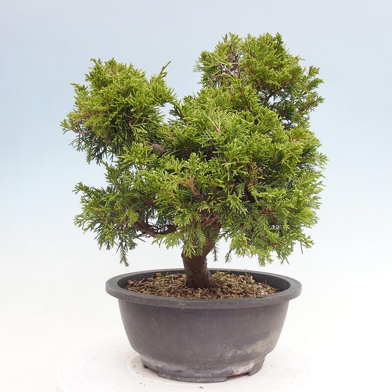 Vonkajší bonsai - Juniperus chinensis Itoigawa -Jalovec čínsky