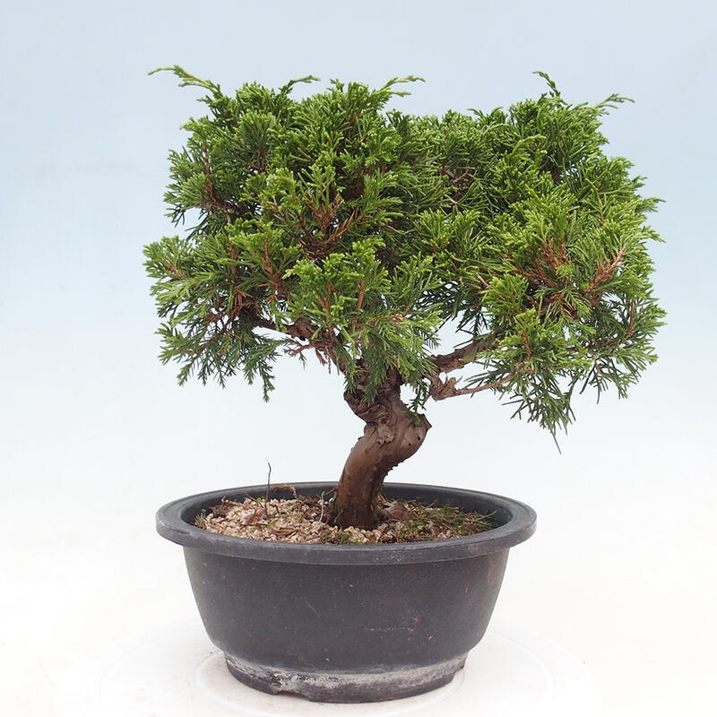 Vonkajší bonsai - Juniperus chinensis Itoigawa -Jalovec čínsky