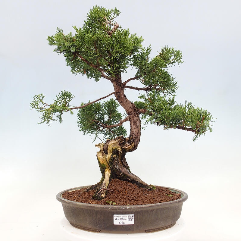 Vonkajší bonsai - Juniperus chinensis Itoigawa-Jalovec čínsky