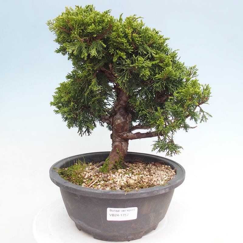 Vonkajší bonsai - Juniperus chinensis Itoigawa -Jalovec čínsky