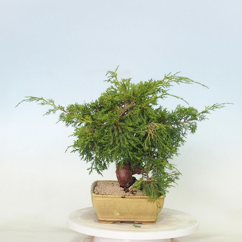 Vonkajší bonsai - Juniperus chinensis Itoigawa -Jalovec čínsky