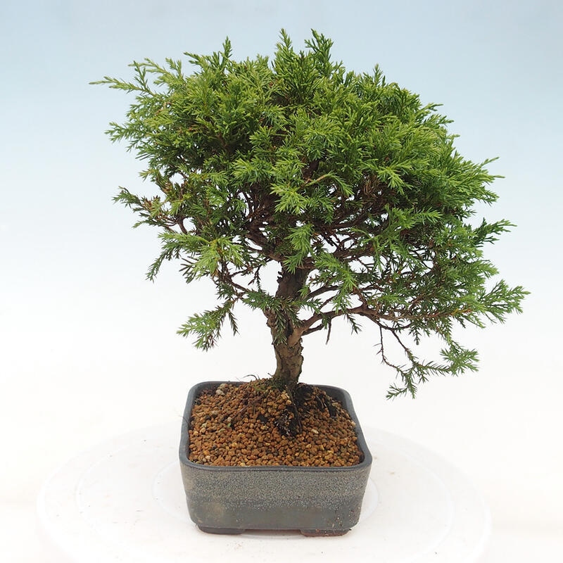 Vonkajší bonsai - Juniperus chinensis Itoigawa -Jalovec čínsky